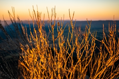 Close up shot of dry tree branches at sunset/sunrise - Australian Stock Image