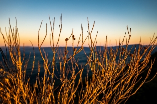 Close up shot of dry tree branches at sunset/sunrise - Australian Stock Image