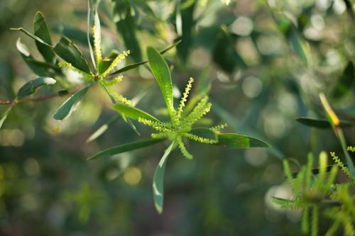 close up shot of green wattle on the Newcastle coastline - Australian Stock Image