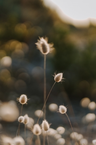 Close up shot of hare's tale grass - Australian Stock Image
