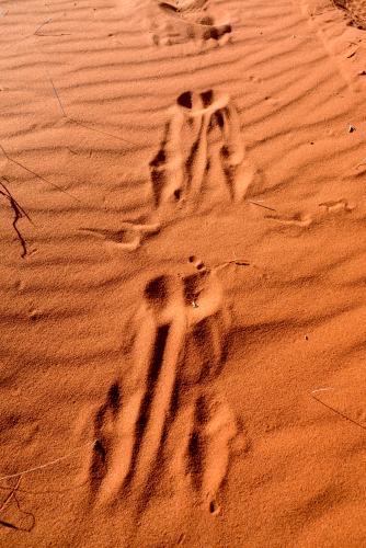Close up shot of kangaroo footprints in rippled orange desert sand