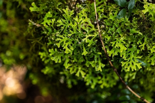 Close up shot of lusciously green moss or lichen - Australian Stock Image