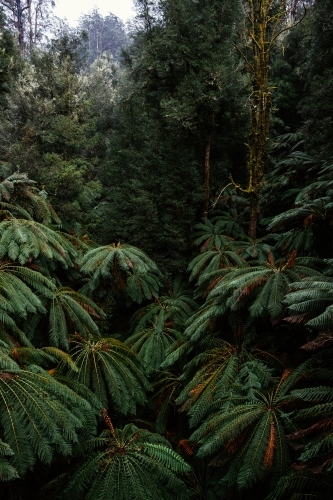 Close up shot of palm tree forest - Australian Stock Image