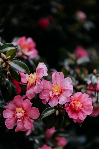 Close up shot of pink camellia