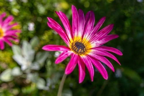 Close-up shot of pink flower - Australian Stock Image