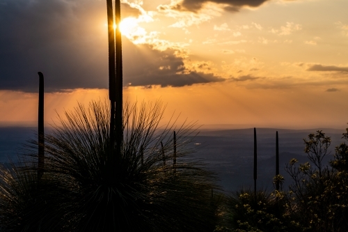 close up shot of plants at sunset - Australian Stock Image