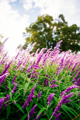 Close up shot of purple lavender flowers