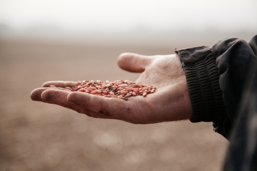 Close up shot of seeds on a man's hand - Australian Stock Image