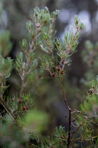 Close-up shot of shrub - Australian Stock Image