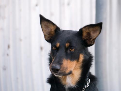 Close up shot of the face of an alert Kelpie dog - Australian Stock Image