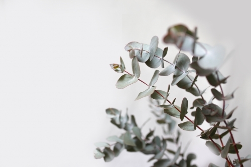 Close up shot of wattle leaves - Australian Stock Image