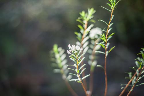 close up shot of wild flowers on the Newcastle coastline - Australian Stock Image