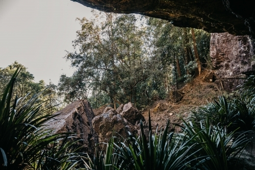 Close up shot of wild plants and big rocks in a forest