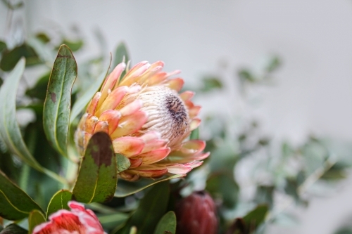 Close up shots of orange protea flower