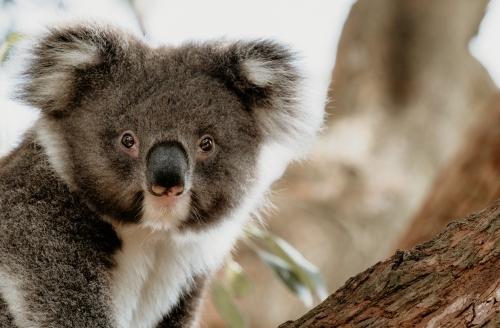 Close up to koala joey in a tree.