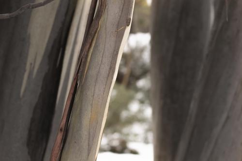 Close up tree trunks of ghost gums in the highlands with snow - Australian Stock Image