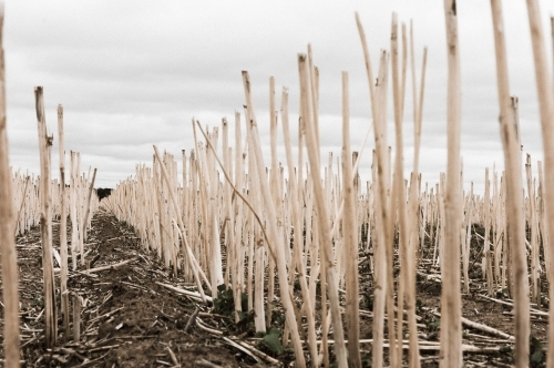 close up view of a harvested field of wheat stalks - Australian Stock Image