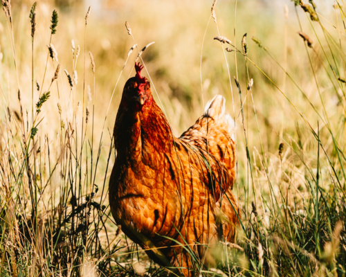 Close-up view of a hen standing alert in grass - Australian Stock Image