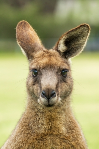 Close up view of a kangaroo's head and face with large ears staring straight ahead - Australian Stock Image