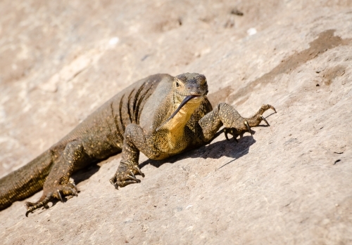 Close up view of a Mertens Water Monitor - Australian Stock Image