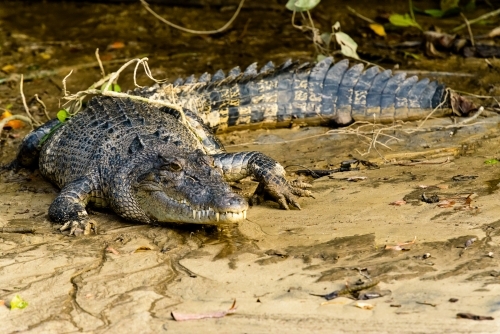Close up view of a Saltwater Crocodile on muddy river bank at low tide - Australian Stock Image