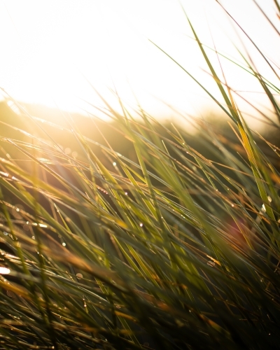 Close-up view of grass with dew on it, illuminated by warm sunlight - Australian Stock Image