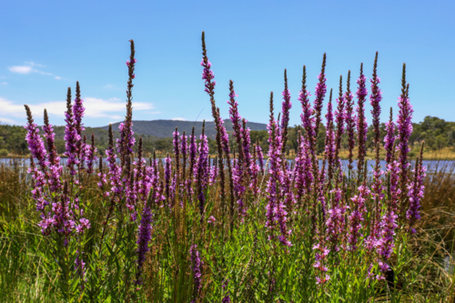 Close up view of purple loosestrife flowers growing at edge of Dumaresq Dam in Armidale, NSW - Australian Stock Image