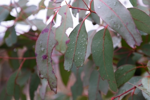 Close up view of the leaves of a snow gum tree - Australian Stock Image