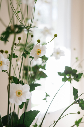 closeup detail of Japanese windflowers with window in background - Australian Stock Image