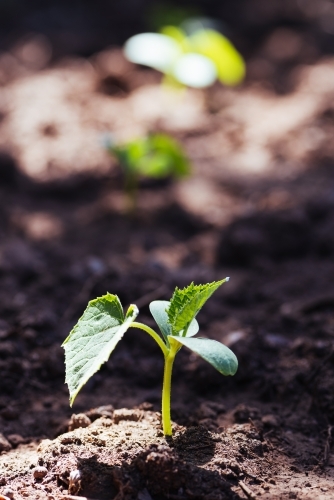 Closeup of a cucumber seedling in the field. - Australian Stock Image