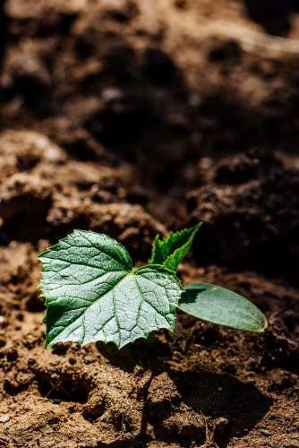 Closeup of a cucumber seedling in the field. - Australian Stock Image