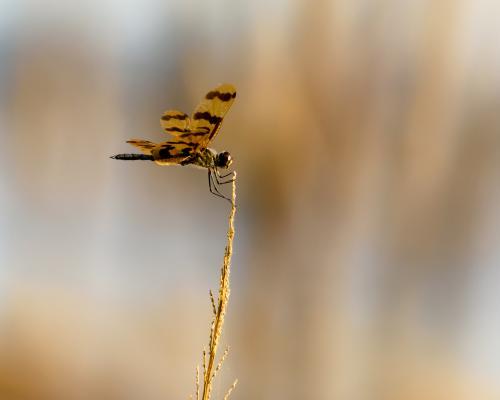 Closeup of a dragonfly on the tip of a grassy seed head - Australian Stock Image