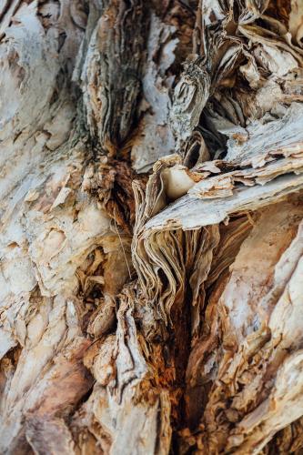 Closeup of Bark on Tree