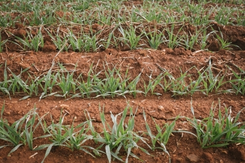 Closeup of broadacre cereal crop in the Wheatbelt of Western Australia - Australian Stock Image