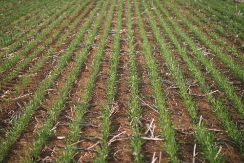 Closeup of broadacre wheat crop in the Wheatbelt of Western Australia
