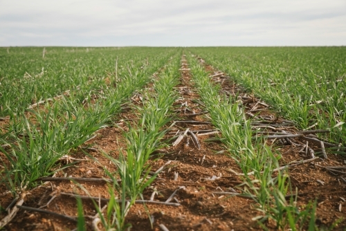 Closeup of broadacre wheat crop in the Wheatbelt of Western Australia - Australian Stock Image