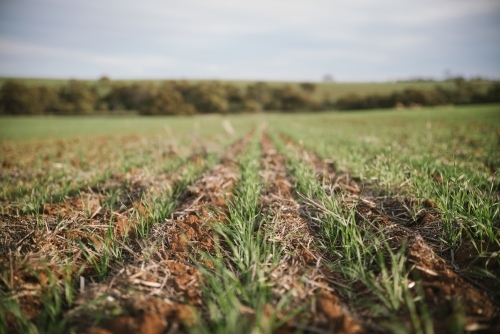 Closeup of broadacre wheat crop in the Wheatbelt of Western Australia - Australian Stock Image
