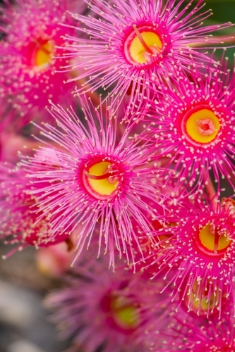 Close-up of cluster of pink gum blossoms.