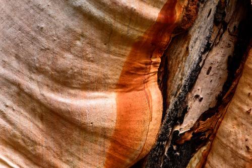 closeup of colourful pink and orange textured tree trunk  with burnt damage - Australian Stock Image