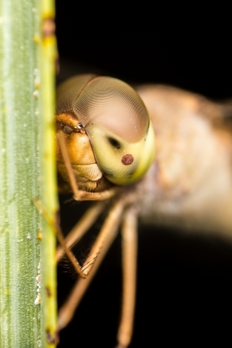 Closeup of Dragon fly