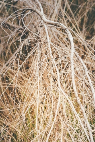 Closeup of dry sticks, catch fire easily in summer. Fire danger. - Australian Stock Image