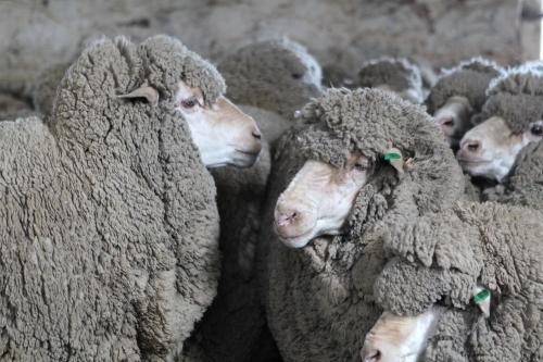 Closeup of Merino sheep - Australian Stock Image