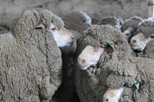 Closeup of Merino sheep
