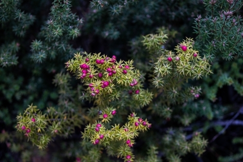 closeup of plants with small red flowers - Australian Stock Image