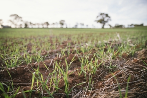 Closeup of seedling wheat crop in the Wheatbelt of Western Australia - Australian Stock Image