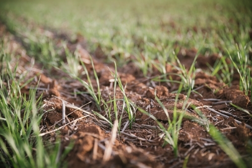 Closeup of seedling wheat crop in the Wheatbelt of Western Australia - Australian Stock Image