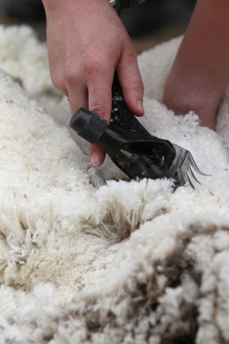 Closeup of shearing a sheep - Australian Stock Image