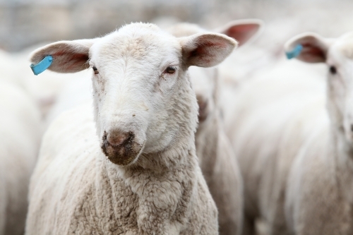 Closeup of sheep - Australian Stock Image