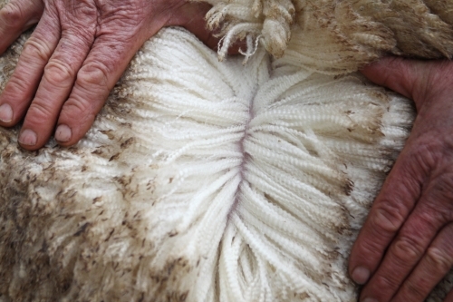 Closeup of sheep's fleece with hands - Australian Stock Image