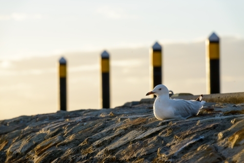 Closeup of silver gull on rock seawall with blurred background - Australian Stock Image